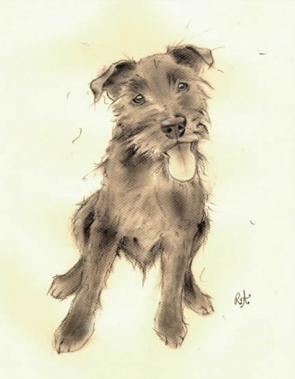 Patterdale Terrier